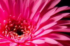 Language of Flowers　"Sublime" not &q...