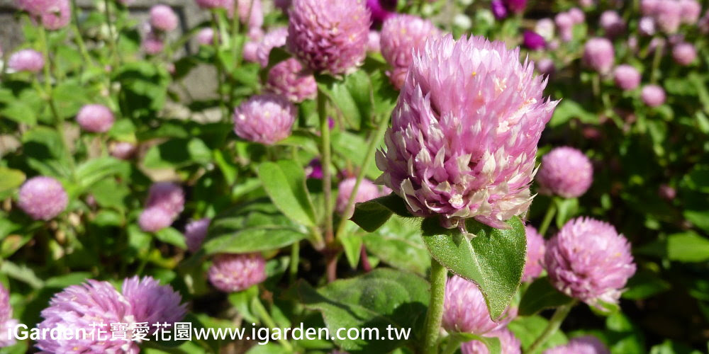 第648回花謎擂台 | iGarden花寶愛花園