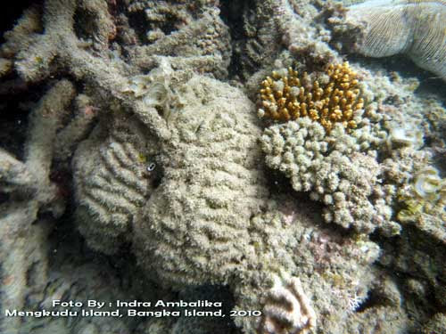 Coral Reef Mining