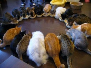 Kucing liar piaraan Mamozu sedang menikmati daging ayam dan ikan di rumahnya.