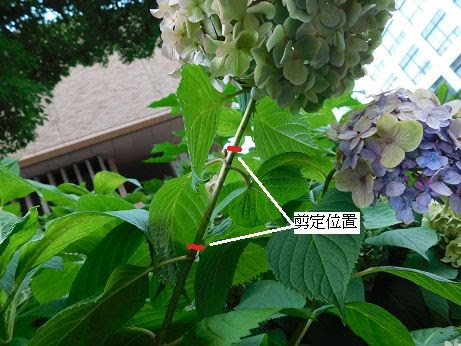 アジサイの剪定2 近畿大学 薬用植物園のブログ