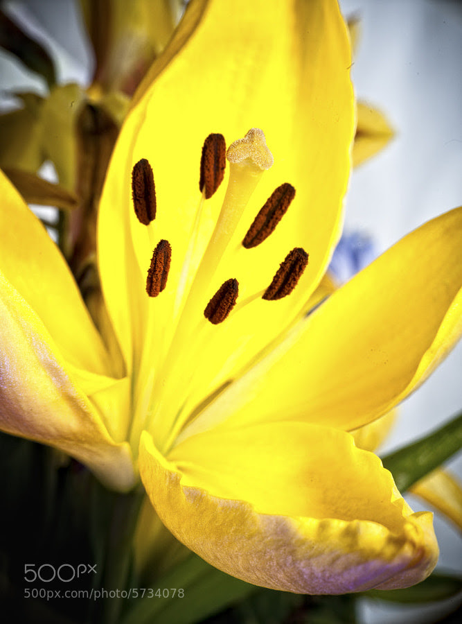 Congratulations Bouquet 1 by Jay Scott (jayscottphotography) on 500px.com