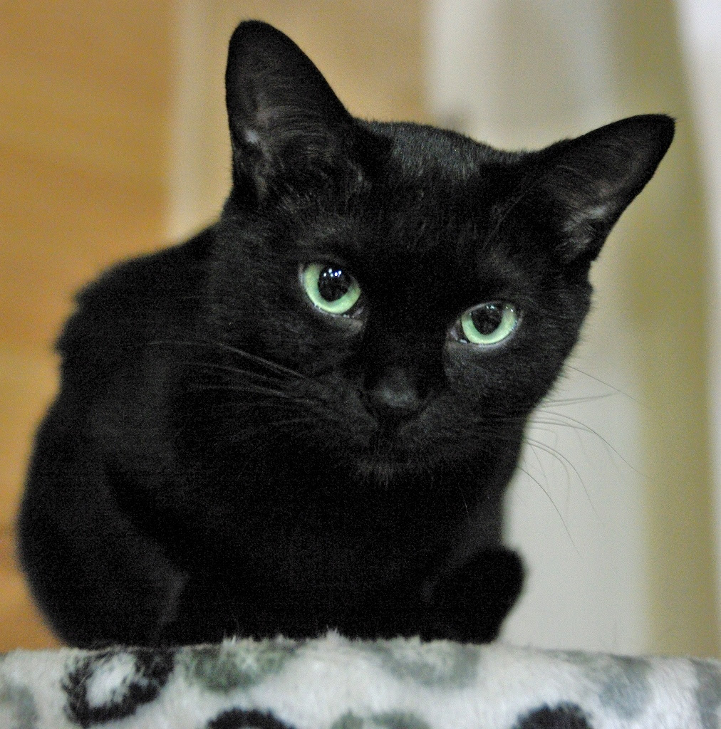 となねこ 美しい黒猫 くーにゃんちゃん