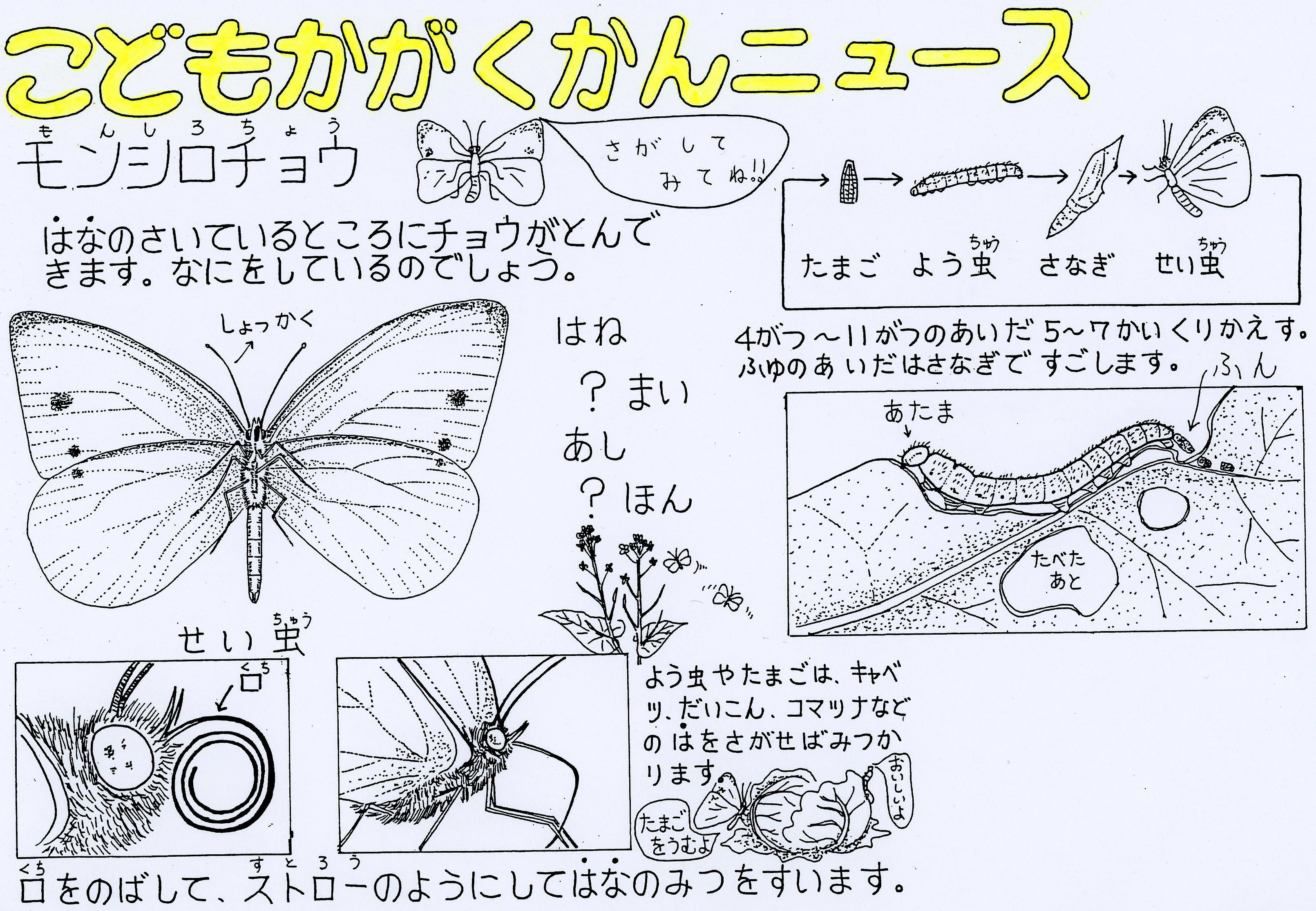 モンシロチョウをさがしてみよう いろいろなチョウがいます チョウは 昆虫 こんちゅう のなかまです からだのつくりや成長の順番 じゅんばん を知ると 他の昆虫のなかまも見つけることができます さて このモンシロチョウのはねは何