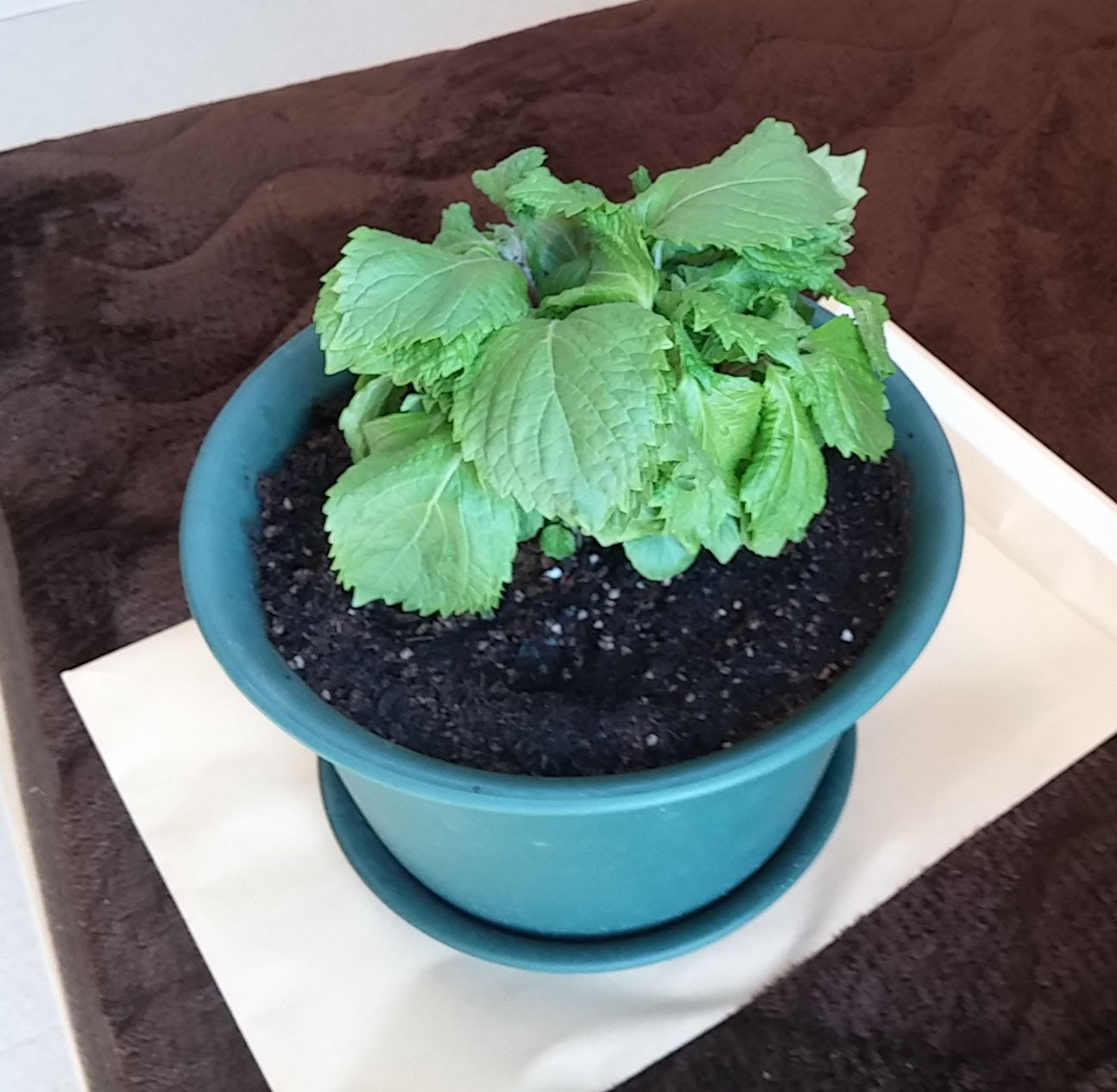 ベランダ菜園 大葉 ご飯がススム Today S Meal