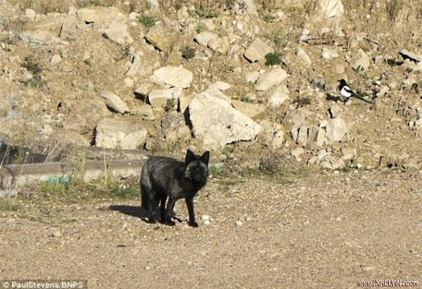 Con cáo đen cực kì hiếm.