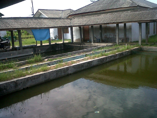 Balai Benih Ikan Palas