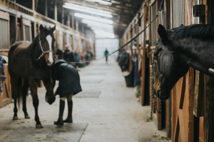 Rocking the Photography Equipment You Currently own Versus Buying New Gear - horse photos