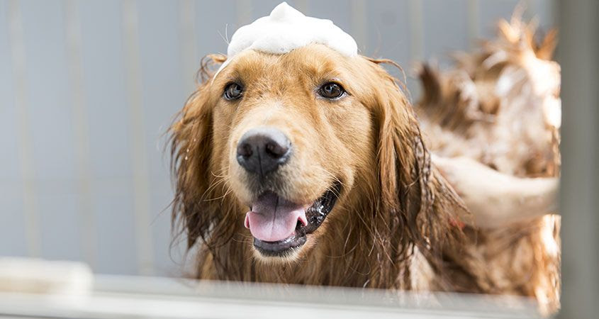 How to Bathe a Dog or Cat Using Medicated Shampoo - NY Vet ...