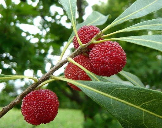 初夏から秋の木の実の味 食べる