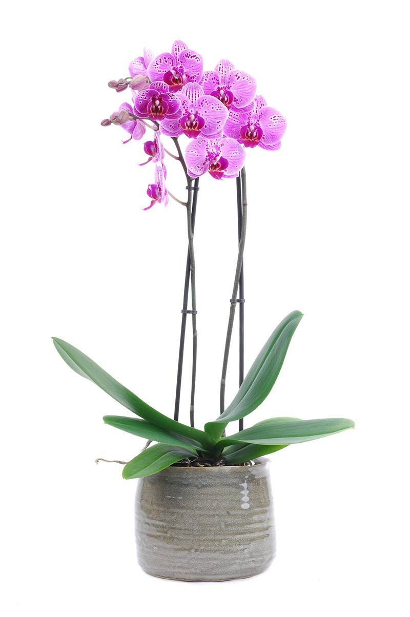 Orchid e : conseils et astuces, entretien et floraison