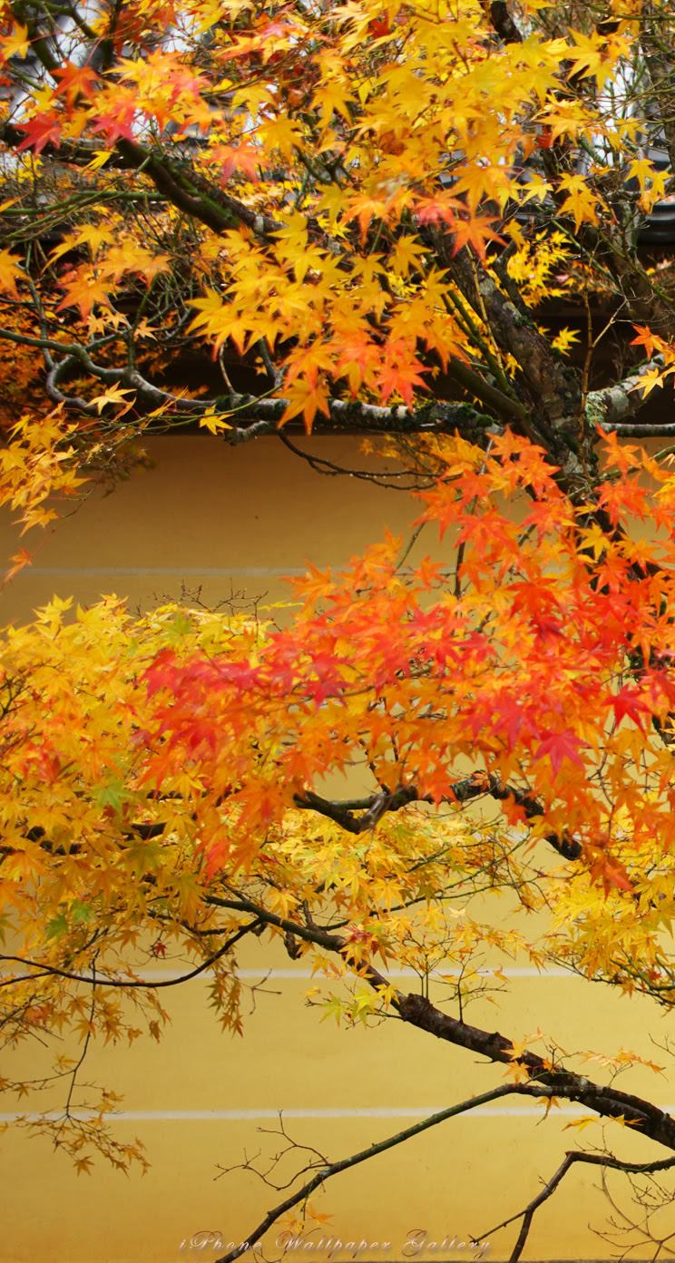 Iphone5 壁紙館 名所 旧跡 京都の紅葉 3 Iphone Wallpaper Alpine
