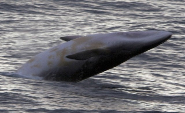  out to stop the Japanese whalers from killing whales near Antarctica.
