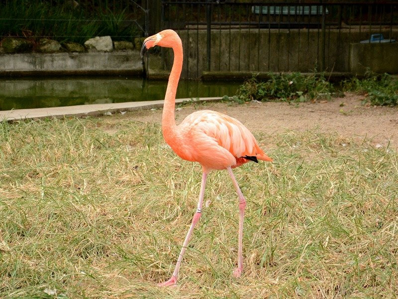 ベニイロフラミンゴ American Flamingo Menu02 動物紹介 安佐動物公園 Asazoo