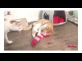 【印刷可能】 猫 けりぐるみ 225110-猫 蹴りぐるみ