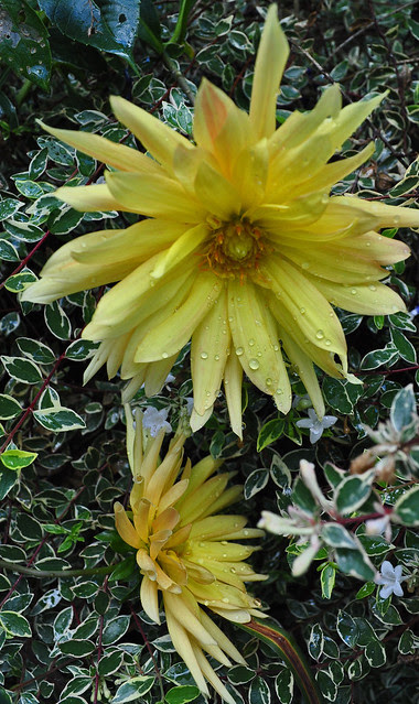 Dahlia unknown