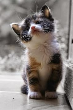 5 signs your cats loves you, these signs helped me to understand my cat!