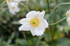 Anemone x hybrida flower