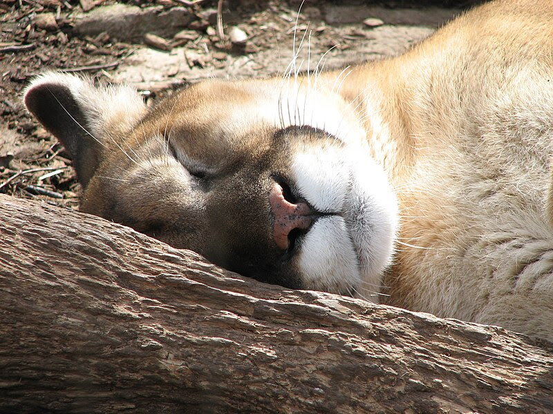 File:Puma Sleeping.jpg