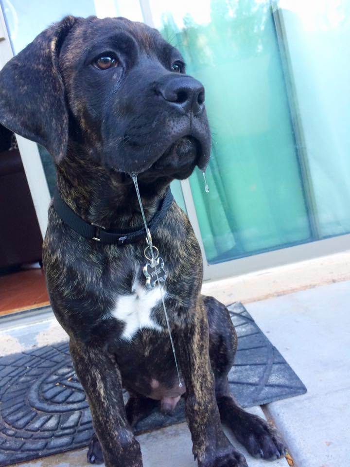 10 Things Only A Cane Corso Owner Would Understand