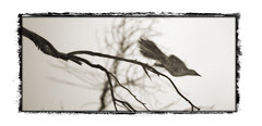 Fleeting