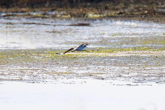 雲嘉南濱海悠遊賞鳥行