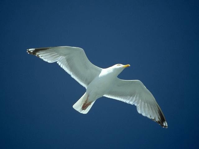 wallpaper blue sky. Seagull in lue sky wallpaper