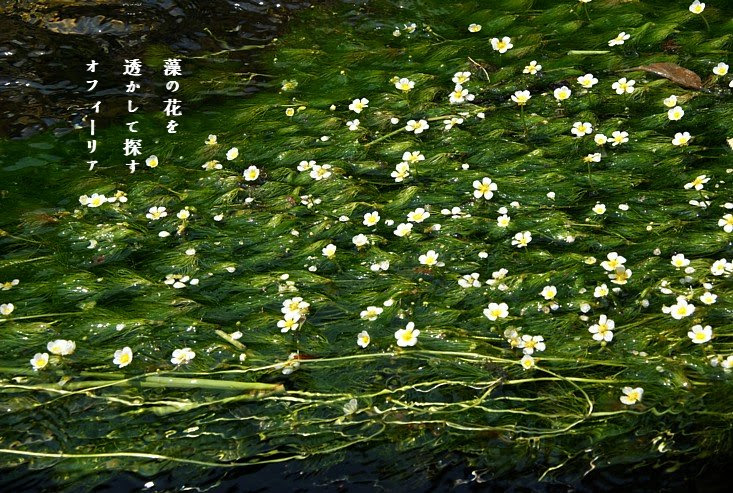 三島梅花藻２ Gallery天狼星 Miroir