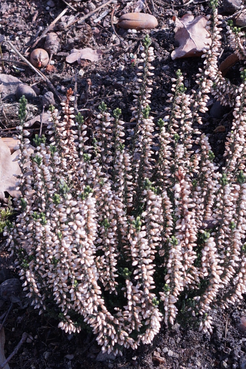 Blume3