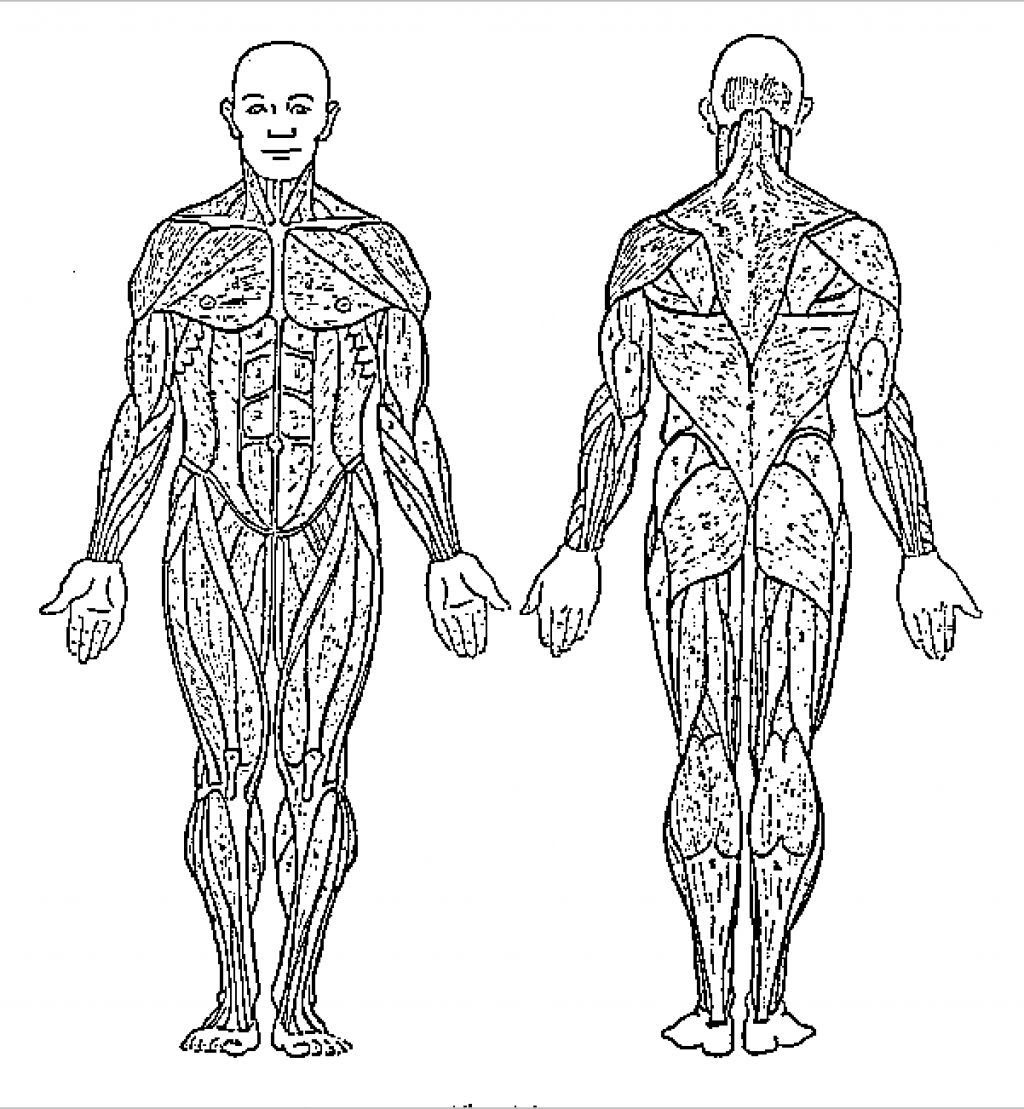 Download Human Body Systems Coloring Pages - Coloring Home