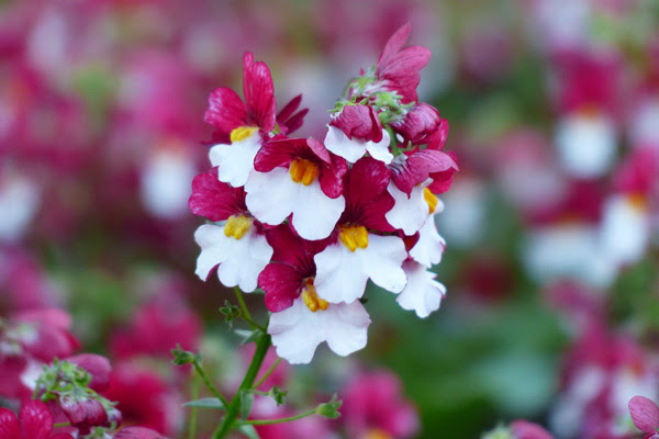 植木鉢で咲かせたい 春の花選 寄せ植えにも使いやすい草花たちも 植木鉢ナビ