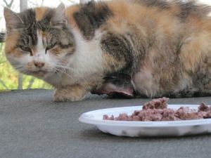 Opale Tumeur Mammaire Surement Association Les Chats De Rangueil