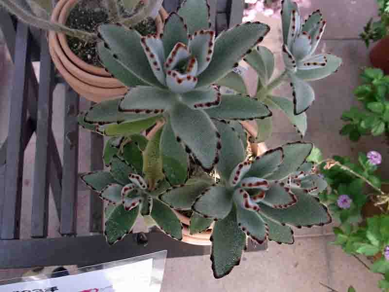 ツキトジ カランコエ トメントーサ とその変種 Kalanchoe Tomentosa Kalanchoe Tomentosa Var