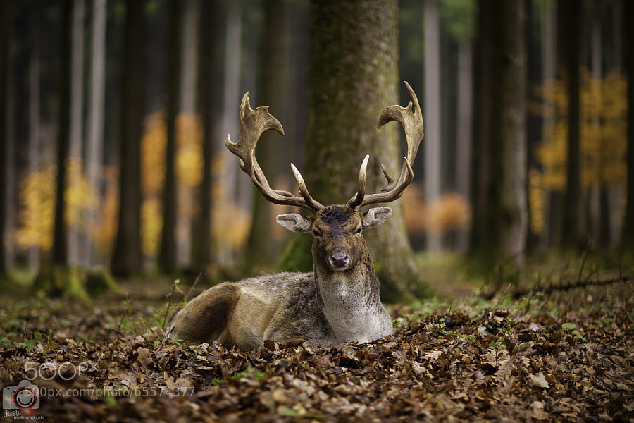 Photograph Csodaszarvas by Just Smile Photography on 500px