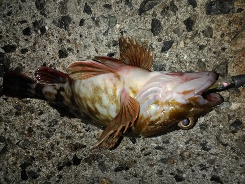 カサゴの簡単な締め方 捌き方 海水魚の種類と釣り方