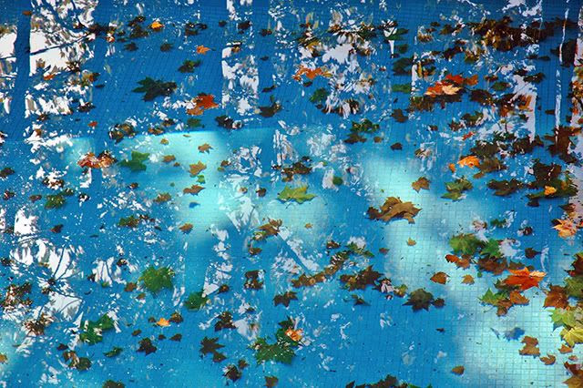 Fallen Leaves on swimming pool [enlarge]