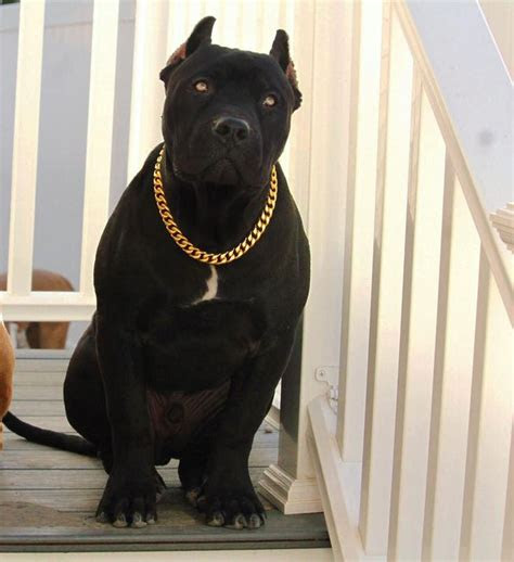 Jill brogadir embellishes a dog collar with cute little dog buttons. Gold Cuban Link Stainless Steel Luxury Dog Choke Chain