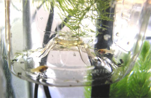 稚魚さまペットボトル別館 プティオのナチュラル ウォーターライフ 楽天ブログ
