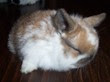 holland lop baby 4