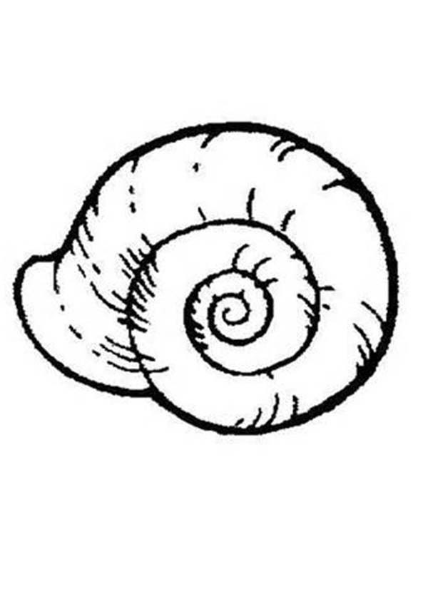 Sea Shell Coloring Pages For Preschoolers : 14 coloring pictures seashell - Print Color Craft / Select from 35919 printable coloring pages of cartoons, animals, nature, bible and many more.