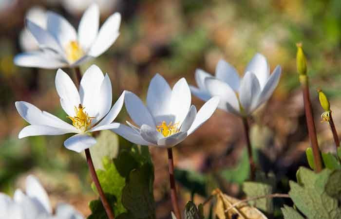 4. Bloodroot Herb