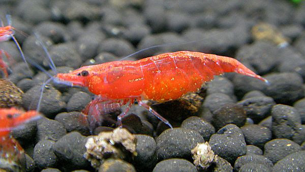 雑記 鴨 ファイヤーレッドチェリーシュリンプさんが抱卵