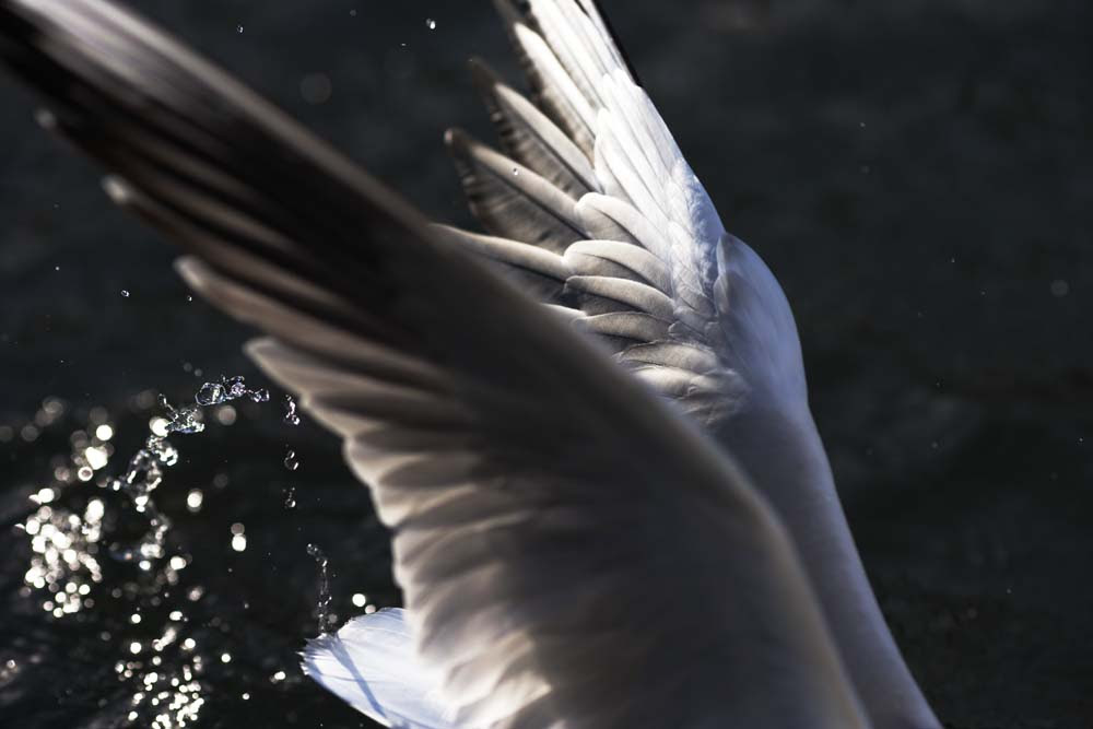 Yun Free Stock Photos No 4032 A Moment Of A Flap Japan Tokyo