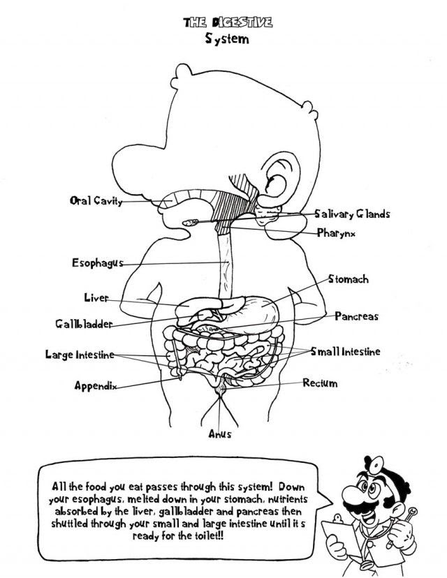 Download Free Free Anatomy And Physiology Coloring Pages Download Free Free Anatomy And Physiology Coloring Pages Png Images Free Cliparts On Clipart Library