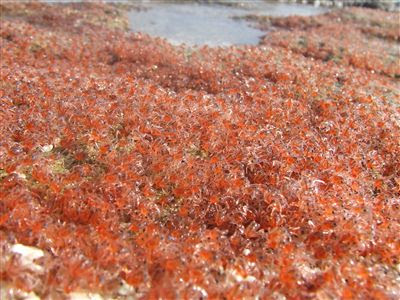 クリスマス島 地球の島めぐり 旅の鉄人 池内嘉正