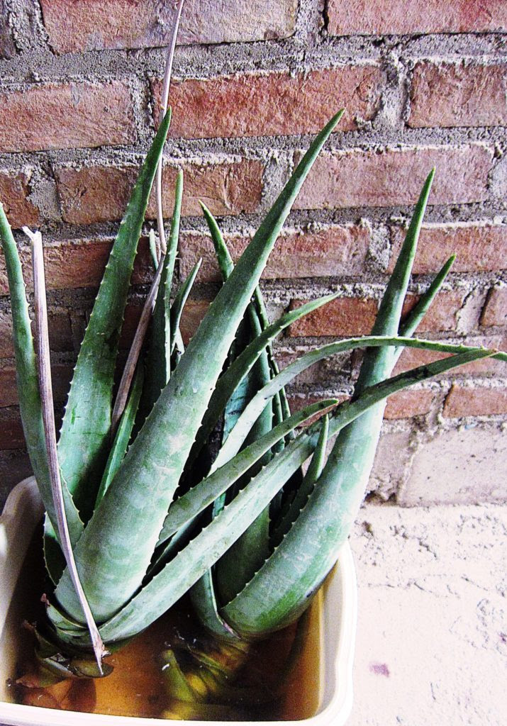 ペルーのスーパーフード 巨大アロエ Aloe Vera Sabila の簡単でおいしいデザートレシピ ペルートラベルクラブ