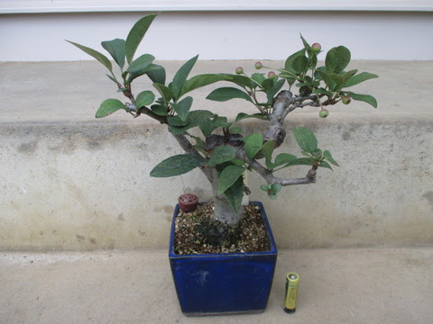 花海棠 ハナカイドウ の実から種を じぃじ のミニ盆栽日記