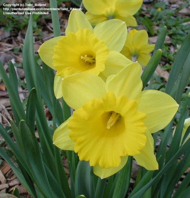  Narcissus, Trumpet Daffodil 39;King Alfred39; Narcissus by Todd_Boland