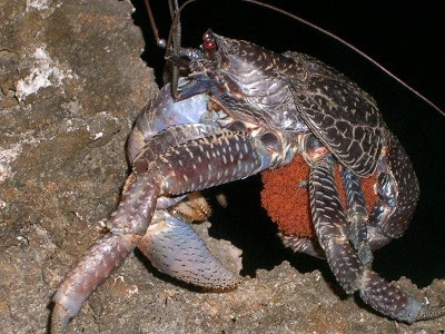 ヤシガニ Palm Crab