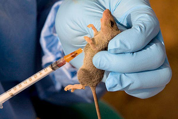 BREAKING News: 2 Killed, 100 LUTH Staff Under Surveillance as Lassa Fever Hits Lagos